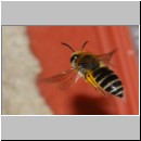 Colletes daviesanus - Seidenbiene w001d 9mm beim Nestanflug - OS-Insektenhotel det.jpg